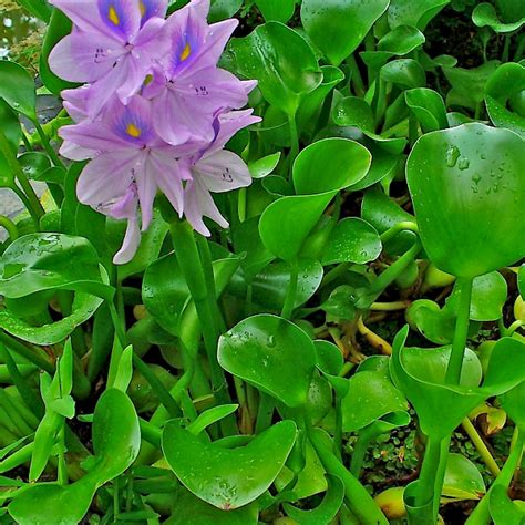 Eichhornia crassipes - UF/IFAS Assessment - University of Florida ...