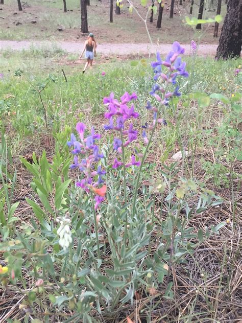 Oasis of Sanity: Flagstaff wildflowers