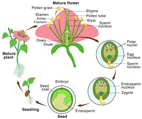 12 Biogenesis Examples – StudiousGuy