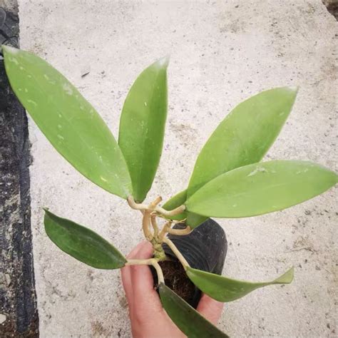 Rare Hoya Lima Splash For Sale Happyforeststore