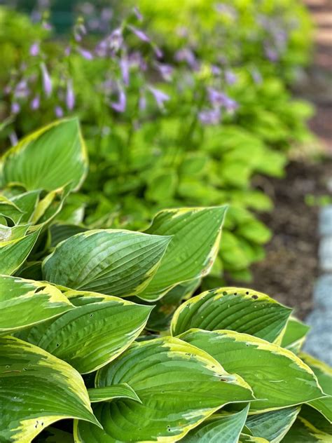 Hassle Free Hosta Care For An Effortless Shade Garden Bricks N