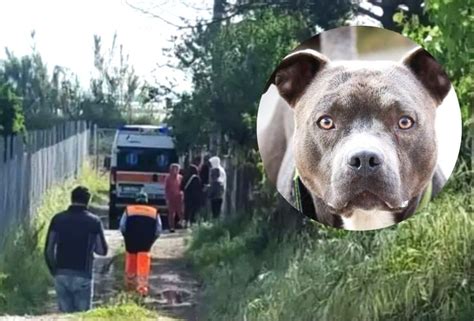 Dos Perros Pitbull Matan A Beb De Meses En Italia