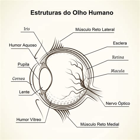 Desenho Do Olho Humano - 7