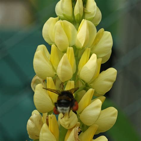 Люпин жёлтый (88 фото) - фото - картинки и рисунки: скачать бесплатно