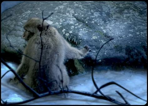 Indochine Un Singe En Hiver Agence Arkann