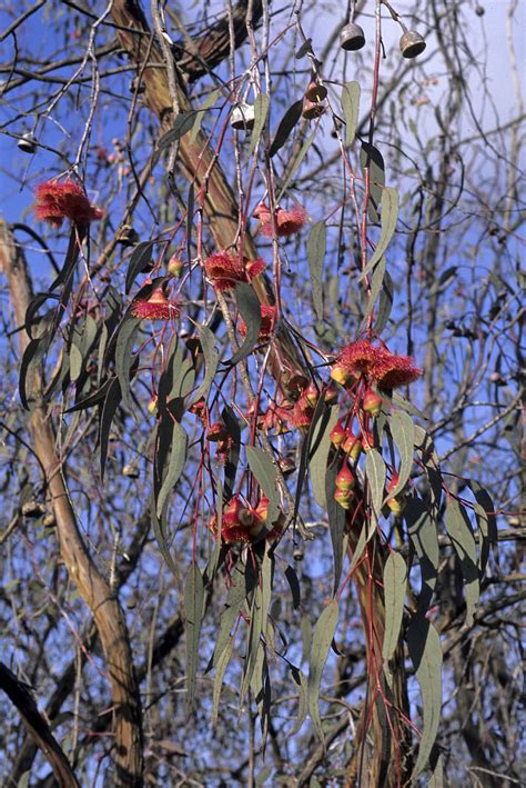 Flower Gallery :: Eucalyptus :: 769_24