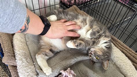 Estrella - Adoptable Pet | Petfinder | Petfinder