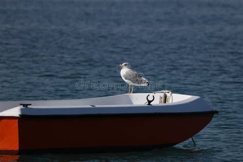 Seagull, Sitting on a Boat and Swaying on the Waves Stock Image - Image ...