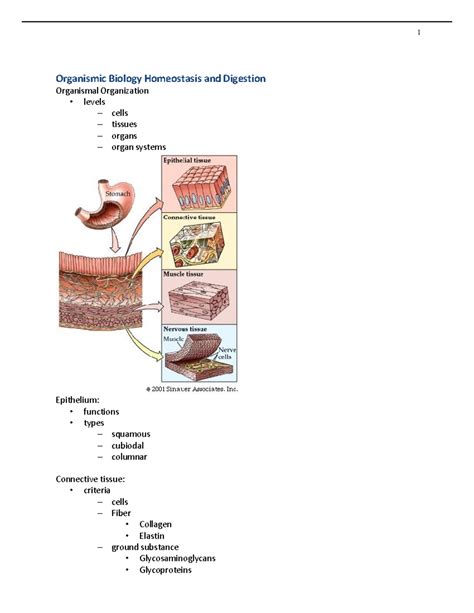 Organismic Biology Homeostasis And Digestion Organismic Biology