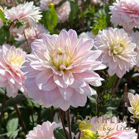 Dahlia Silver years – Dahlias By Linn