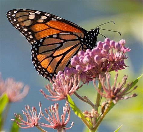 Monarch Magic: Why Grow Milkweed?