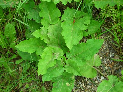 Common Burdock Invasive Species Council Of British Columbia