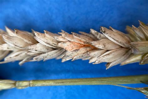 Signs Of Fusarium Head Blight On Wheat News Sports Jobs The Express