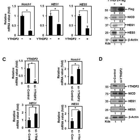 Ythdf Downregulates The Notch Signal A B Hela Cells Were