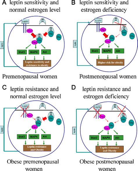 Model For Concerted Leptin And Estrogen Signaling In Hypothalamic