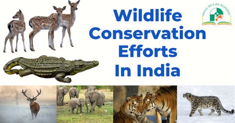 Wildlife Conservation Efforts In India