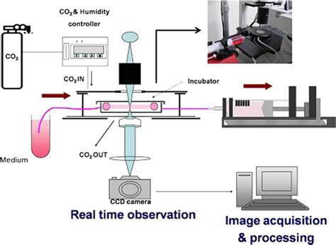 The Parallel Plate Chamber System To Apply Shear Stress To Cells