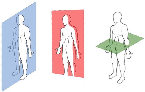 Quais São Os Planos De Secção Do Corpo Humano ICTEDU