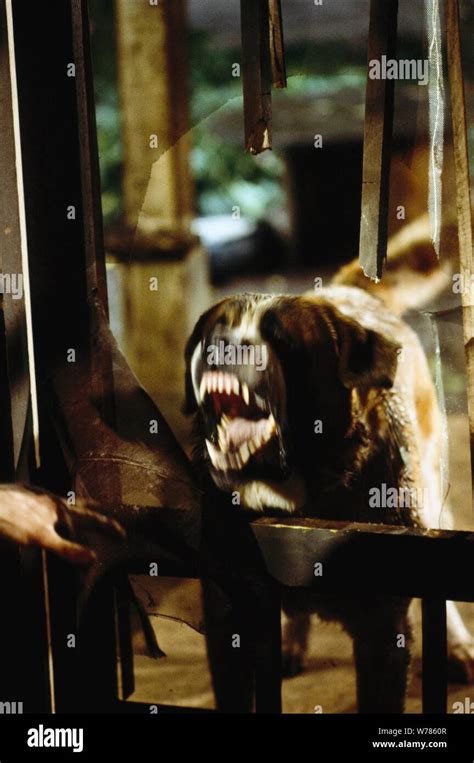 Cujo Movie High Resolution Stock Photography and Images - Alamy