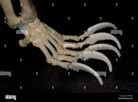 Bear skeleton hi-res stock photography and images - Alamy