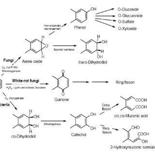 General Pathways For The Microbial Degradation Of PAHs From Bamforth