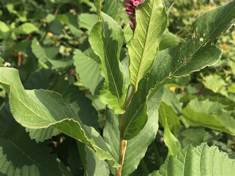 Wisconsin Wildflower | Terrestrial Swamp Smartweed | Persicaria