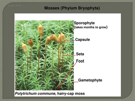 Ppt Kingdom Plantae Chapter Plant Diversity How Plants