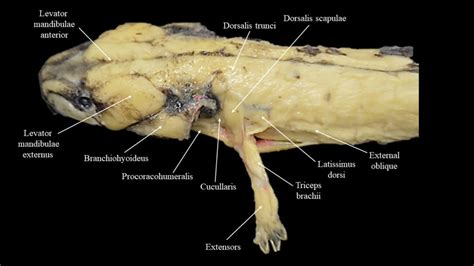 Necturus musculature | Atlas of Comparative Vertebrate Anatomy