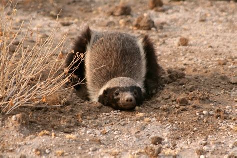 Honey Badger Lsu Wallpaper