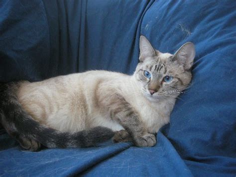 Siamese tabby mix kittens male - gamerQas