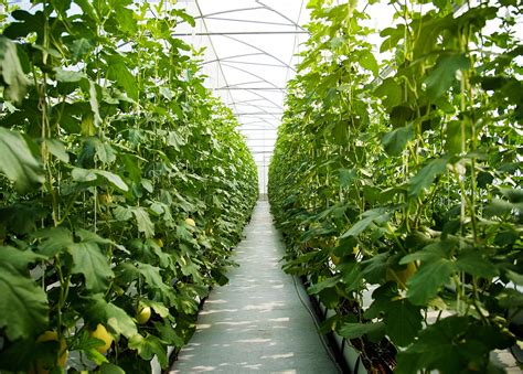 Cultivating under high tunnels in Canada - Agriplastics Community