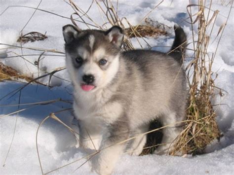 Cute Husky Puppies In Snow Wallpaper | HQ Wallpapers