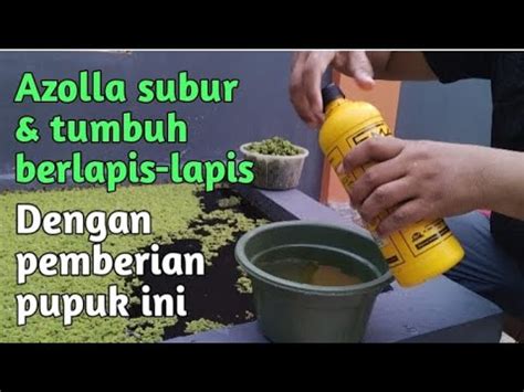 Jenis Jenis Pupuk Cair Untuk Tanaman Azolla Budidaya Azolla Untuk