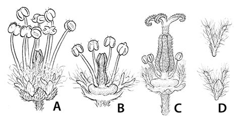 Actinomorphic flower in Thinouia myriantha. A. Staminate flower. B ...