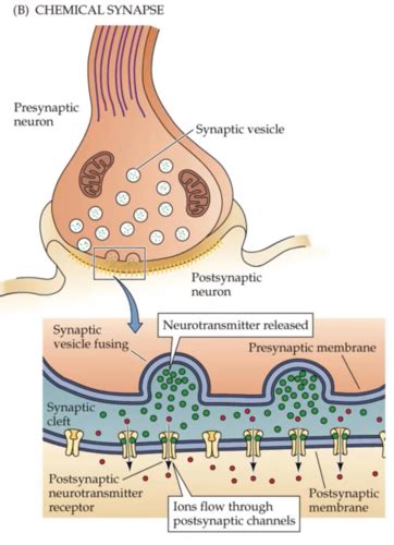 Synapses Flashcards Quizlet