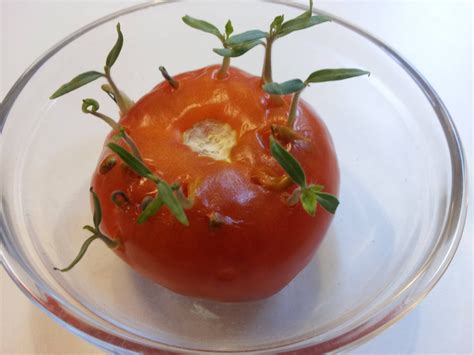 Tomato giving birth to tomato plants. : mildlyinteresting