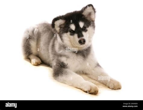 Domestic Dog Alaskan Malamute Puppy Laying Stock Photo Alamy