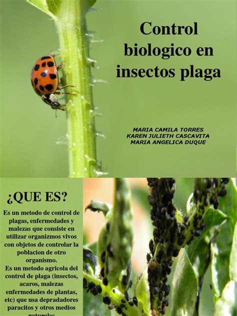 Control Biologico En Insectos Plaga Maria Camila Torres Karen Julieth Cascavita Maria Angelica