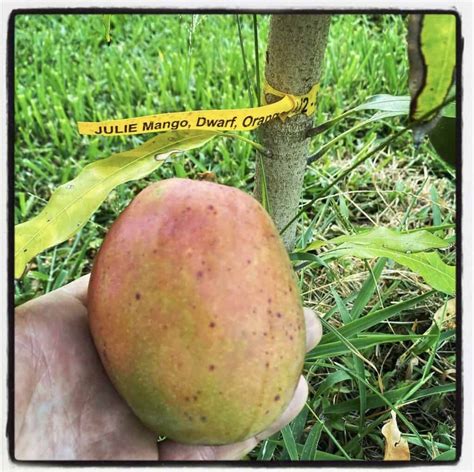 Julie Mango Grow Guide Tropical Tree Guide