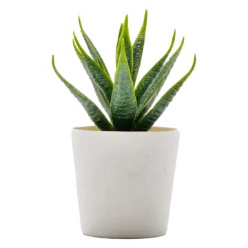 Aloe Vera Plant Pot Transparent Aloevera Aloe Pot Aloe Potted Plant