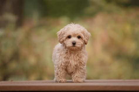 Maltipoo Ein Fr Hlicher Und Aufgeweckter Mischling