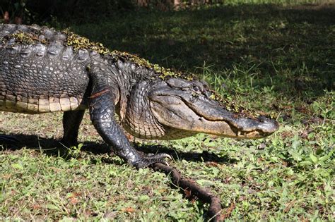 Alligator Walking Free Stock Photo Public Domain Pictures