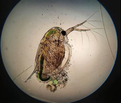 Specimen of Daphnia sp. under a microscope | Download Scientific Diagram