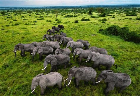 Where To Find Elephants In Uganda Safari Vacations Travel Services