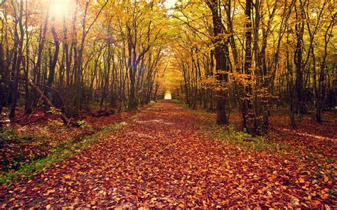 Leaves Nature Landscapes Leaves Autumn Fall Path Trail Trees