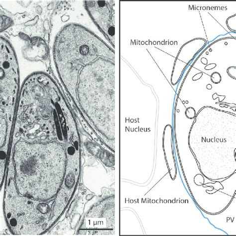 Morphology Of Intracellular Toxoplasma Gondii Tachyzoites Transmission Download Scientific