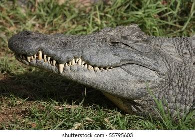 Portrait Nile Crocodile Large Teeth Stock Photo 55795603 | Shutterstock