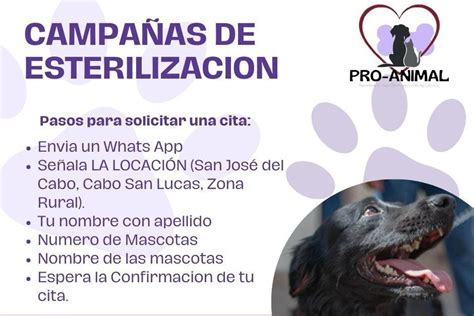 Contin A Campa A De Esterilizaci N De Perros Y Gatos