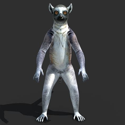 Ring Tailed Lemur 3d Model Rigged Cgtrader