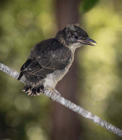 Juvenile Butcher Birds Barely Graduated From Fluff Ball St Flickr